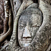 Buddha Head Wrapped In A Tree #1 Poster