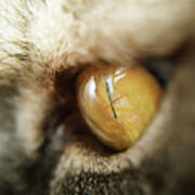 Cat's Yellow Eye Close-up, Macro #1 Poster