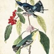 Cerulean Wood Warbler #1 Poster