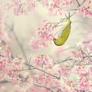 Cherry-blossom Color #1 Poster