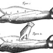 Circulation Of The Blood, 1628 #1 Poster