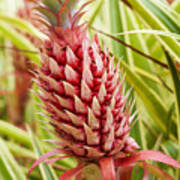 Close Up Of A Pineapple At Dole Plantation Hawaii, Oahu, Hawaii, Usa, America #1 Poster