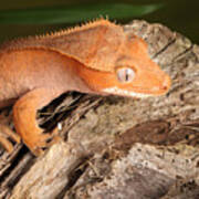 Crested Gecko Correlophus Ciliatus #1 Poster