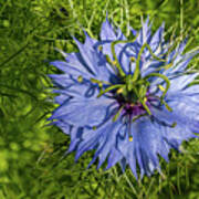 Damsel Nigella, Dijon, France, May Poster