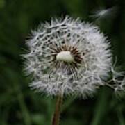 Dandelion Head Close Up #1 Poster