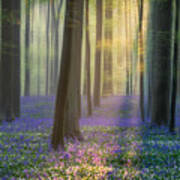 Daydreaming Of Bluebells Poster