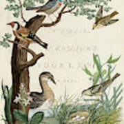 Duck Sanctuary #1 Poster