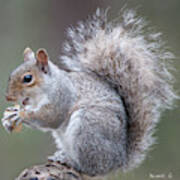 Eastern Grey Squirrel #1 Poster