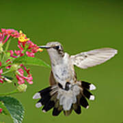 Female Hummingbird #1 Poster
