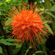 Flower From A Brownea Macrophylla Tree #1 Poster