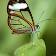 Glasswing Butterfly Jardin Botanico Del Quindio Calarca Colombia Poster