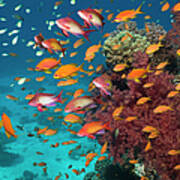 Goldies On Coral Reef #1 Poster
