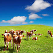 Grazing Calves On Green Hill #1 Poster