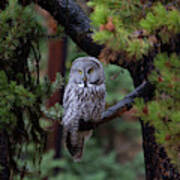 Great Gray Owl #2 Of 5 Poster