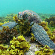 Green Sea Turtle Eating Seaweed #1 Poster