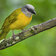 Grey-headed Tanager Entreaguas Ibague Tolima Colombia #1 Poster