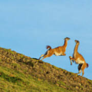 Guanaco Males Fighting In Patagonia #1 Poster