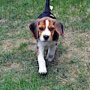 Hermine The Beagle Poster