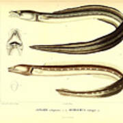 Illustration Of South American Eel #1 Poster