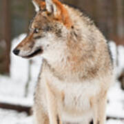 Italy, Friuli-venezia Giulia, Udine District, Alps, Julian Alps, Carnia, Winter, Wolf (canis Lupus) In The Forest #1 Poster