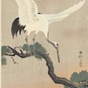 Japanese Crane Bird On Branch Of Pine, Ohara Koson, 1900 - 1930 B #1 Poster