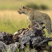 Leopard - Serengeti, Tanzania #1 Poster