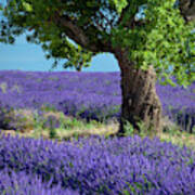 Lone Tree In Lavender Poster