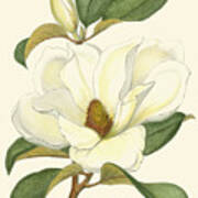 Magnolia #1 Poster