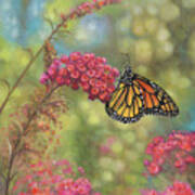 Monarch Butterfly #1 Poster