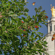 Monarchs Migrating Through Madison Poster