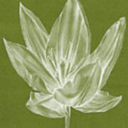 Monochrome Tulip Vi #1 Poster