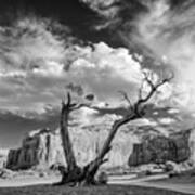 Monument Valley Juniper Tree And Mesa Poster