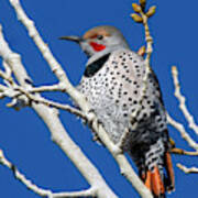 Northern Flicker Woodpecker Poster
