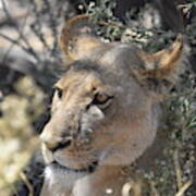 Okavango Lioness Poster