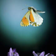 Orange Tip Butterfly #1 Poster