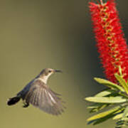 Palestine Sunbird With Kalistemon #1 Poster