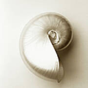 Pearlised Nautilus Sea Shell, Close-up #1 Poster