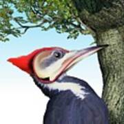 Pileated Woodpecker #1 Poster