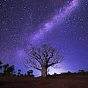 Milky Way Over Boab Poster