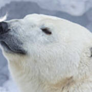 Polar Bear Portrait Poster