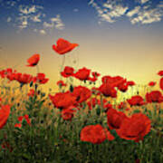 Poppies #1 Poster