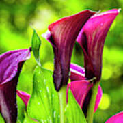 Purple Calla Lily Flower Poster