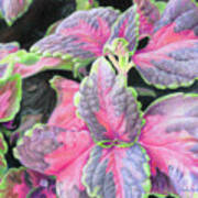 Purple Flowering Plant #1 Poster