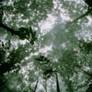 Rainforest Canopy On A Misty Morning #1 Poster