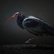 Red-cheeked Ibis #1 Poster