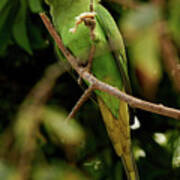 Rose-ringed Parakeet Psittacula Krameri #1 Poster