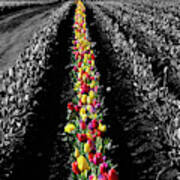Rows Of Tulips #2 Poster