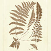 Sepia Ferns Ii #1 Poster