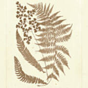 Sepia Ferns Iii #1 Poster