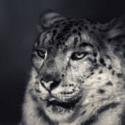 Snow Leopard #1 Poster